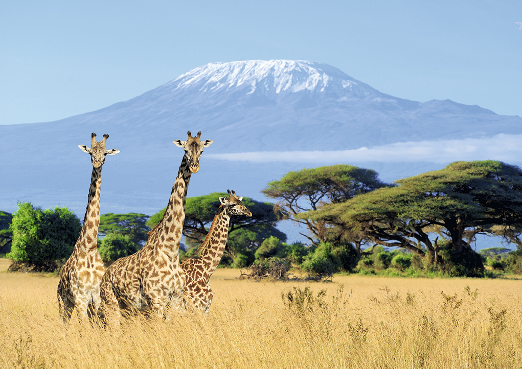 Jirafas con el Kilimanjaro al fondo